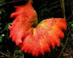 Rojos Carnosos