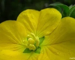 Gotas y Polen