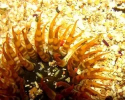 Anémona Caribeña