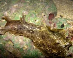 Nudibranquio Caribeño