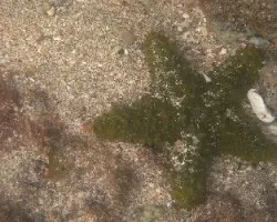 Estrellita entre Corales