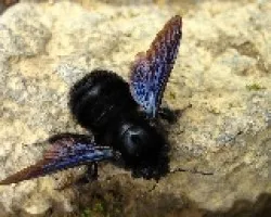 La Abeja Azul