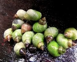 Caracoles