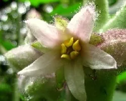 Naranjilla en Flor
