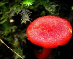 Otro Rojo Carnoso ?