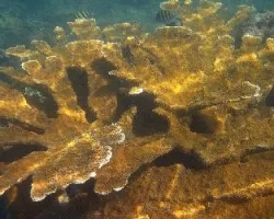 Coral Cuernos de Alce