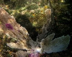 Gorgonia o Abanico de Mar