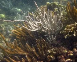 Dedos de Coral