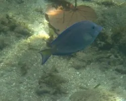 Cirujano Solitario