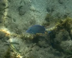 Cirujano Solitario 2