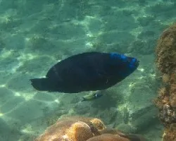 Pez Loro Azul