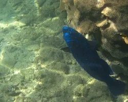 Pez Loro Azul 2