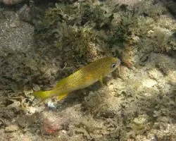 Pez Roncador Amarillo