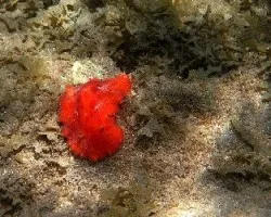 Nudibranquio Color Fuego