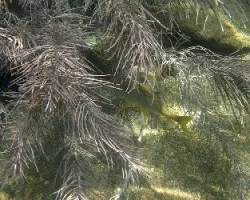 Octocoral Látigo