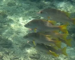Pargo Amarillo o Pargo Maestro