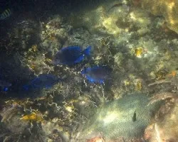 Azules que Fascinan