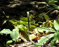 Alerta en el Sendero