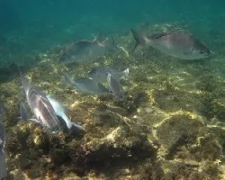 Chopas en Cahuita