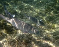 Chopas en Cahuita2
