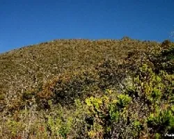 Colores de Páramo