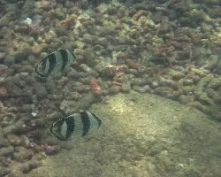 Mariposas en el Arrecife