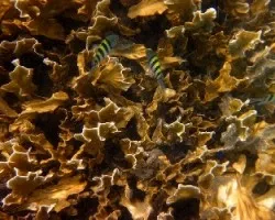 Habitantes del Coral