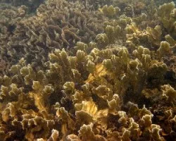 Paisaje Coralino