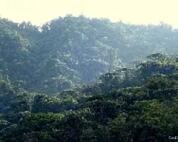 Gigantes Verdes