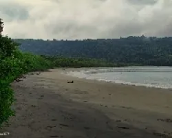 Iguanita Desierta