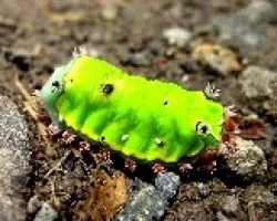 Pequeño Fosforescente