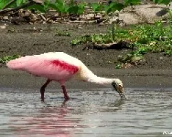 Platalea ajaja