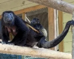 Alouatta palliata