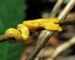 Bothriechis schlegelii