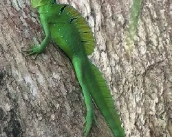 Saurio Caribeño
