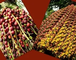 Etapas de un Mismo Fruto