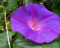 Ipomoea purpurea