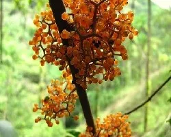 Urera baccifera