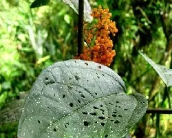 Urera baccifera