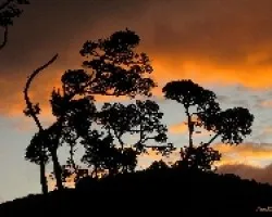 Fuego en la Sabana