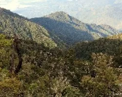 Bosques del Chirripó