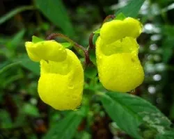 Calceolaria sp
