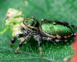 Cazadora Esmeralda