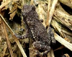 Camuflaje Anfibio