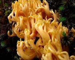 Ramaria stricta en el Km 11