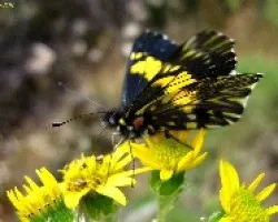 Reina de las Cumbres