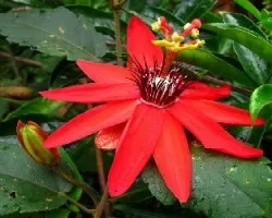 Passiflora incarnata
