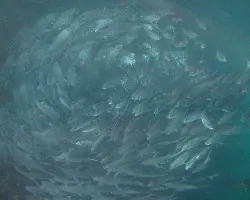 Jureles en Espiral