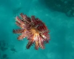 Un Sol bajo las Aguas