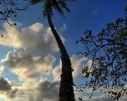 Palmeras Sureñas